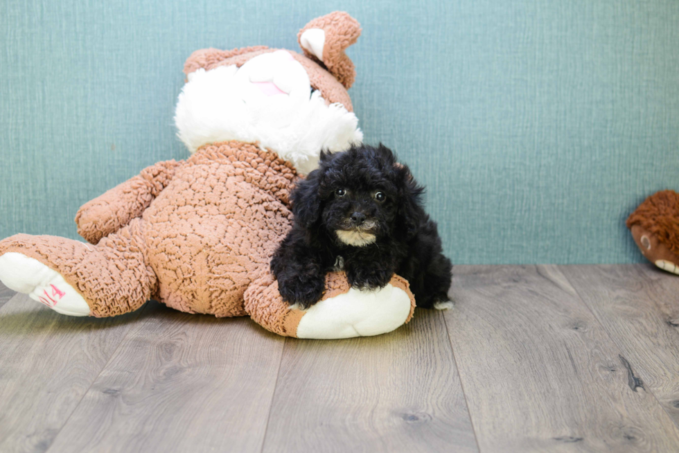 Popular Yorkie Poo Poodle Mix Pup