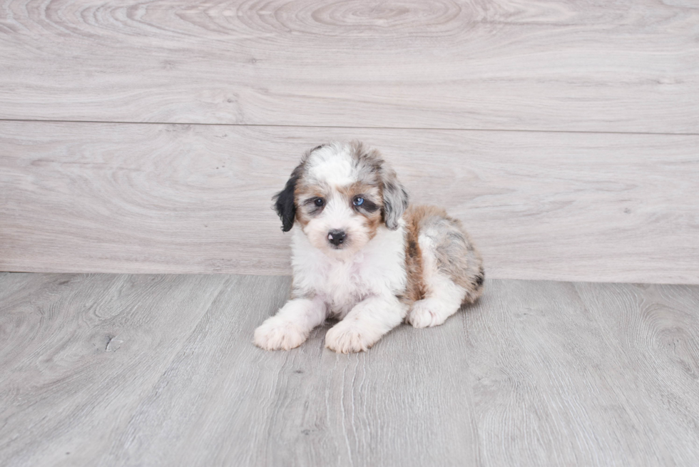 Mini Aussiedoodle Pup Being Cute