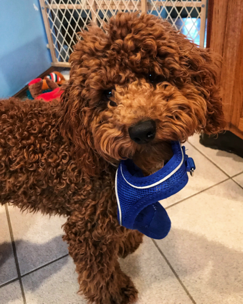 Sweet Cockapoo Poodle Mix Pup