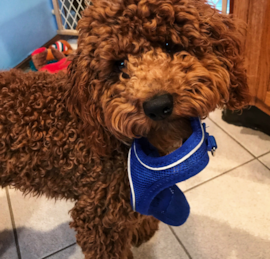Cockerpoo Puppies For Sale - Premier Pups