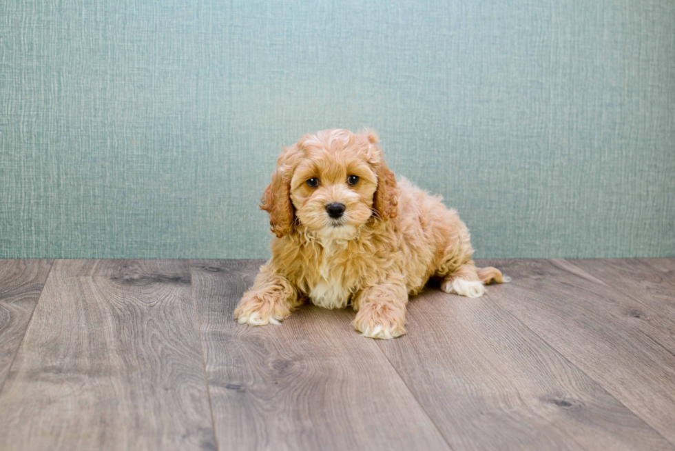 Popular Mini Goldendoodle Poodle Mix Pup