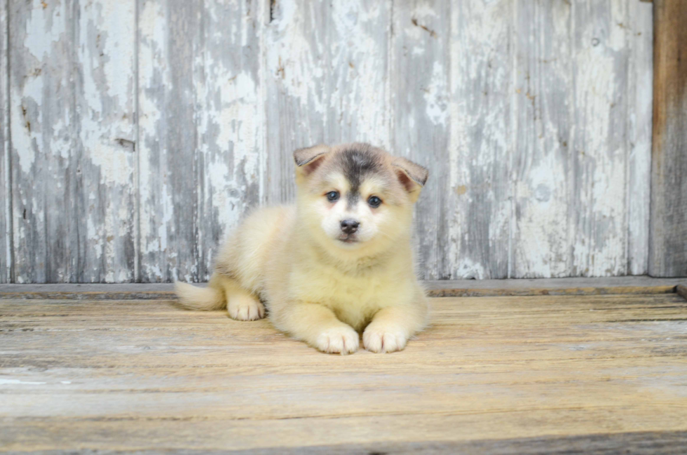 Pomsky Puppy for Adoption