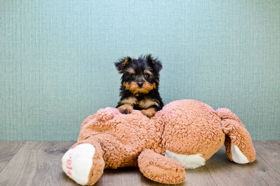 Sweet Yorkie Poo Baby