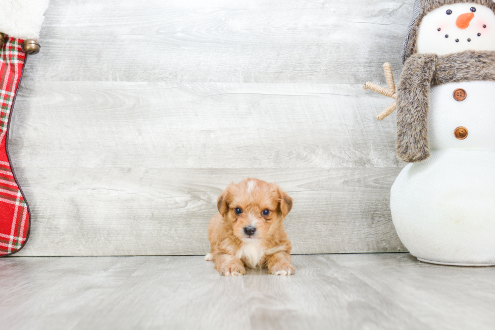 Hypoallergenic Yorkie Designer Puppy