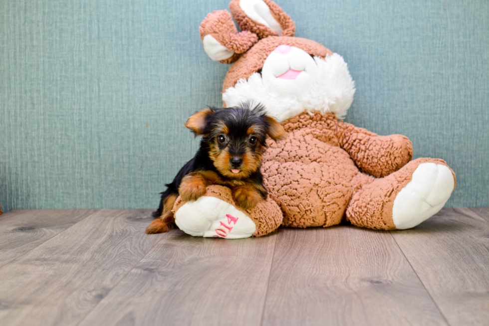 Meet Lisa - our Yorkshire Terrier Puppy Photo 