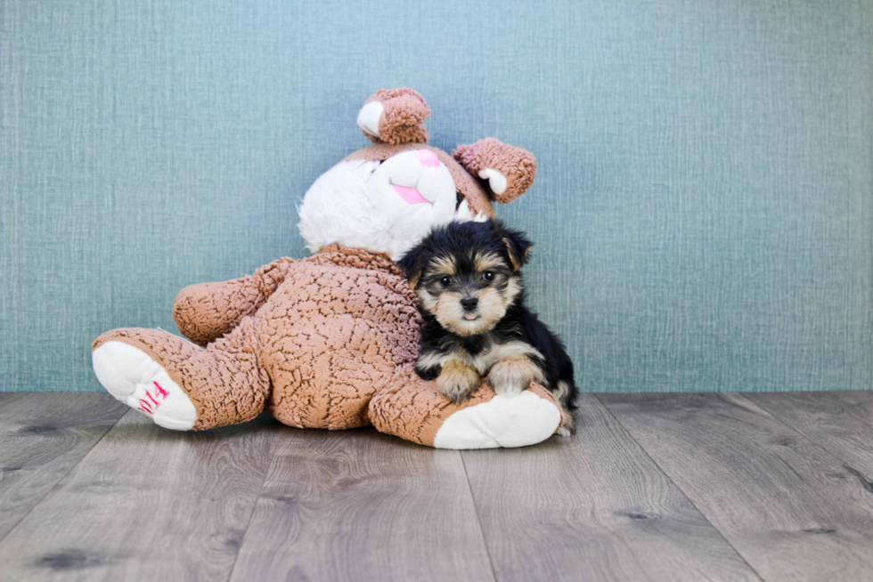 Morkie Puppy for Adoption