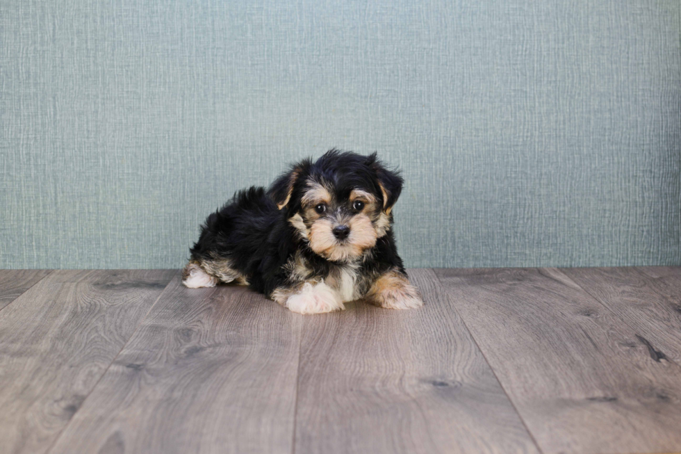 Funny Morkie Designer Pup