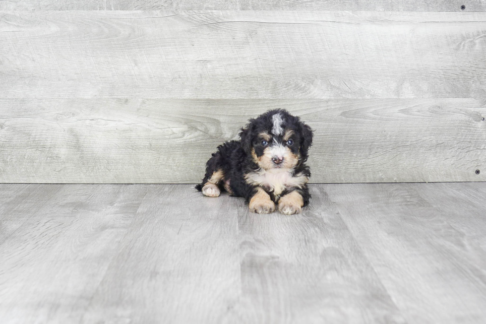 Mini Bernedoodle Pup Being Cute