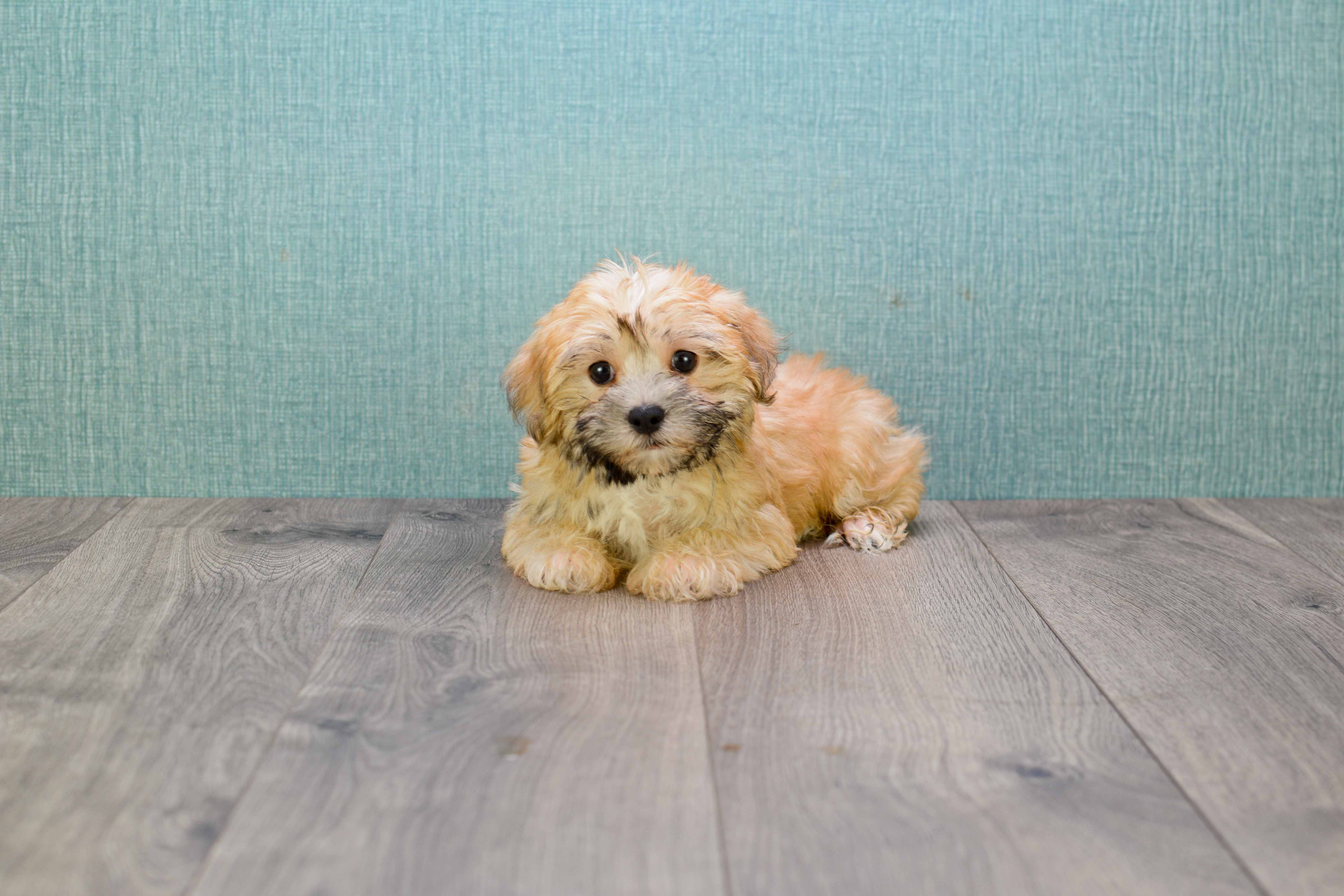 Smart Morkie Designer Pup
