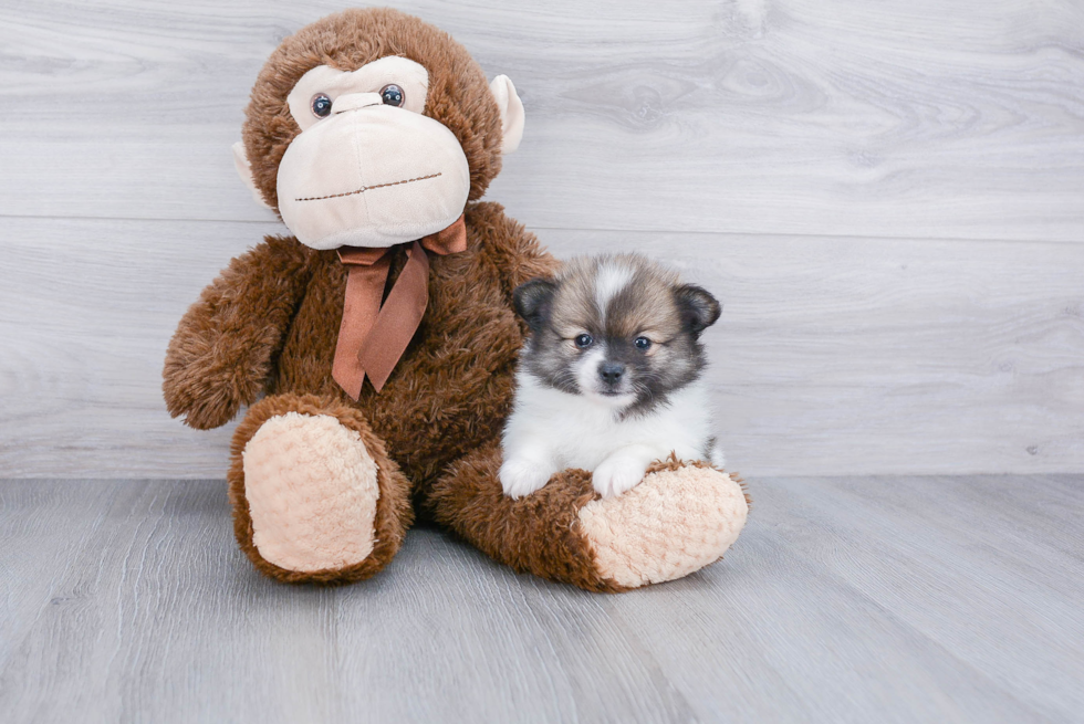 Friendly Pomeranian Purebred Pup