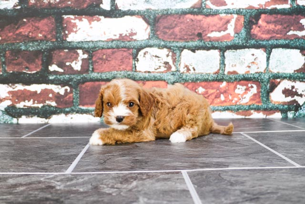 Best Cavapoo Baby