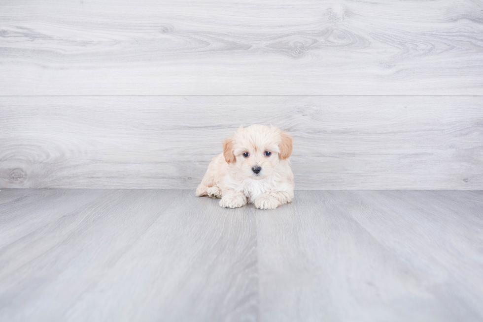 Little Cavoodle Poodle Mix Puppy