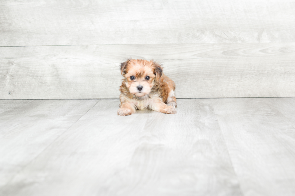 Adorable Yorkie Designer Puppy
