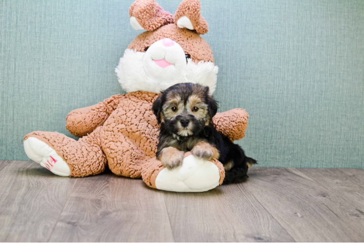 Morkie Puppy for Adoption