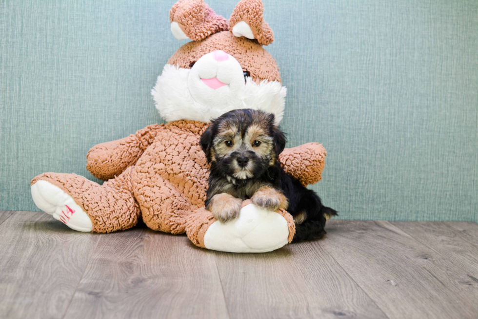 Morkie Puppy for Adoption