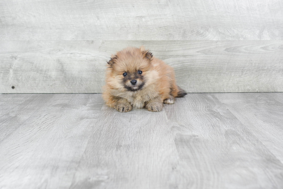 Pomeranian Puppy for Adoption