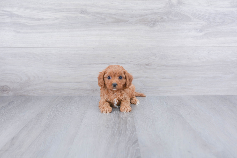 Cavapoo Puppy for Adoption