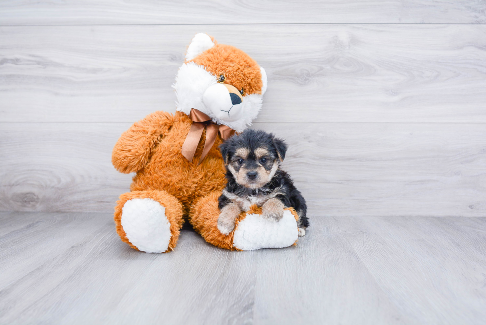 Smart Morkie Designer Pup