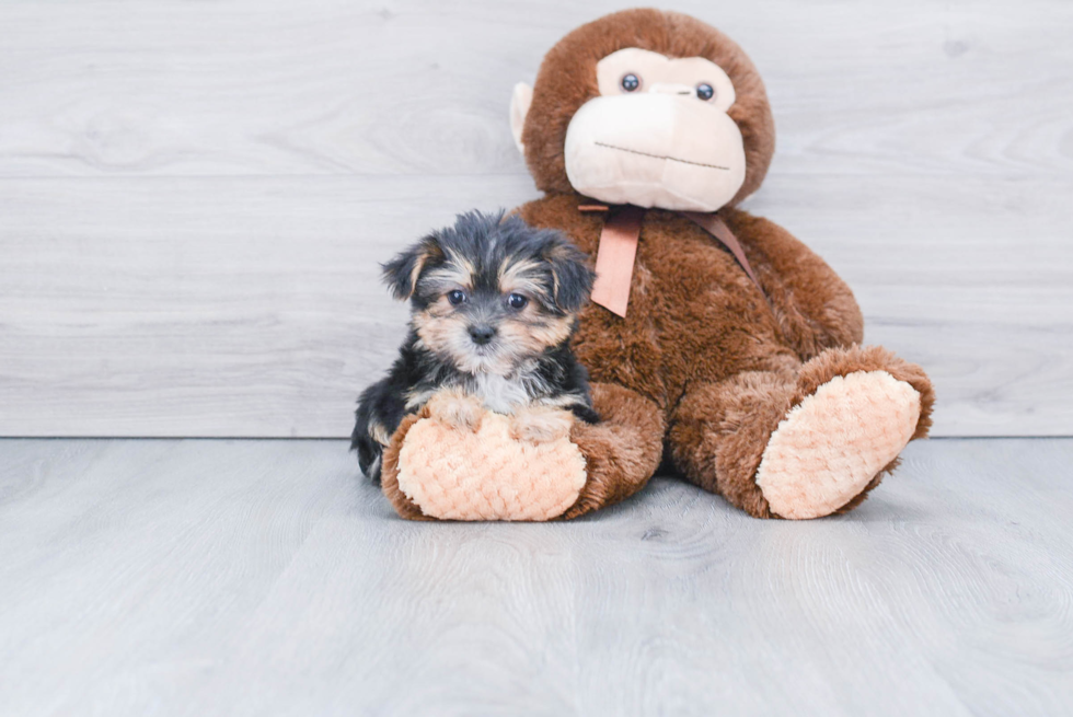 Playful Yorkie Designer Puppy