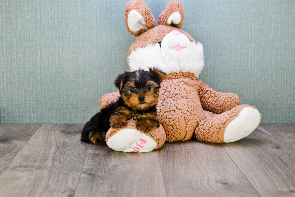 Meet Rascal - our Yorkshire Terrier Puppy Photo 