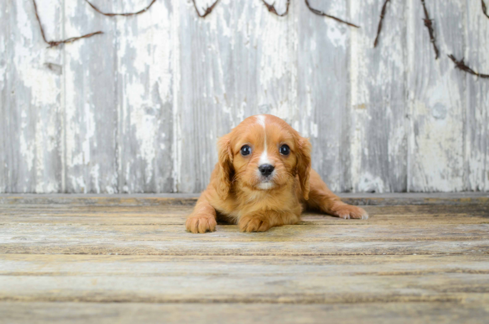 Akc Registered Cavalier King Charles Spaniel Purebred Pup