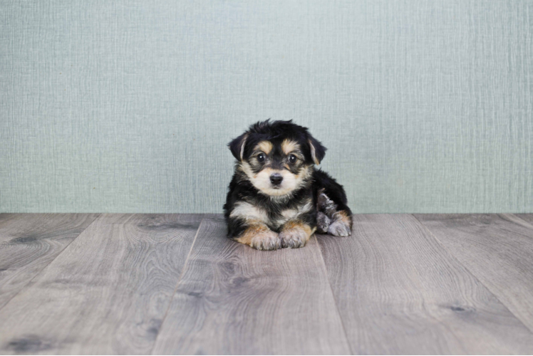 Little Yorkie Designer Puppy