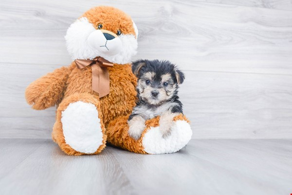 Best Morkie Baby