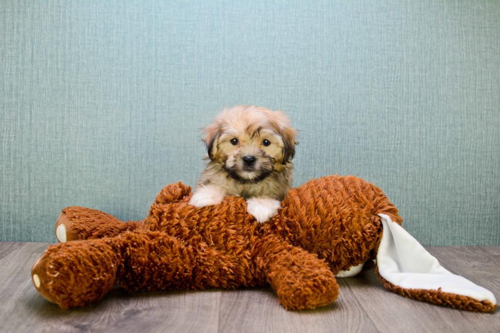 Hypoallergenic Shitzu Designer Puppy