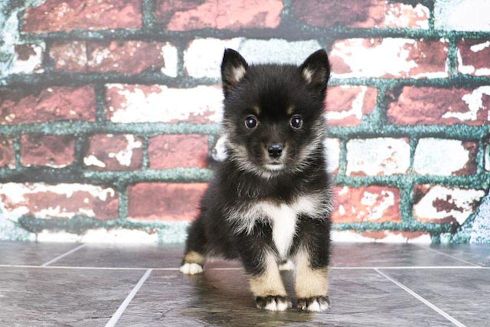Funny Pomsky Designer Pup