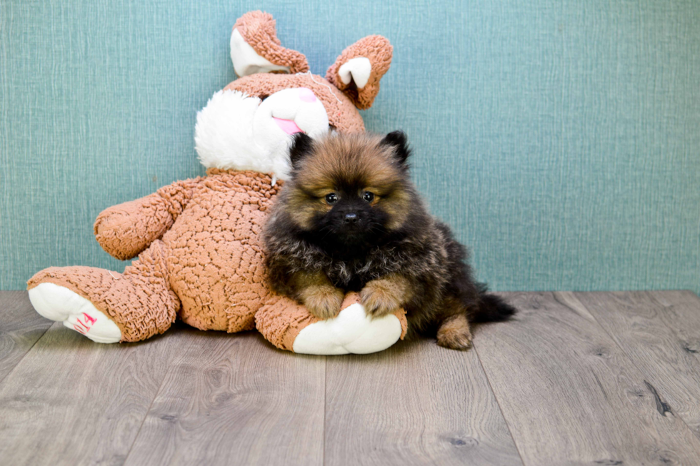 Akc Registered Pomeranian Purebred Pup