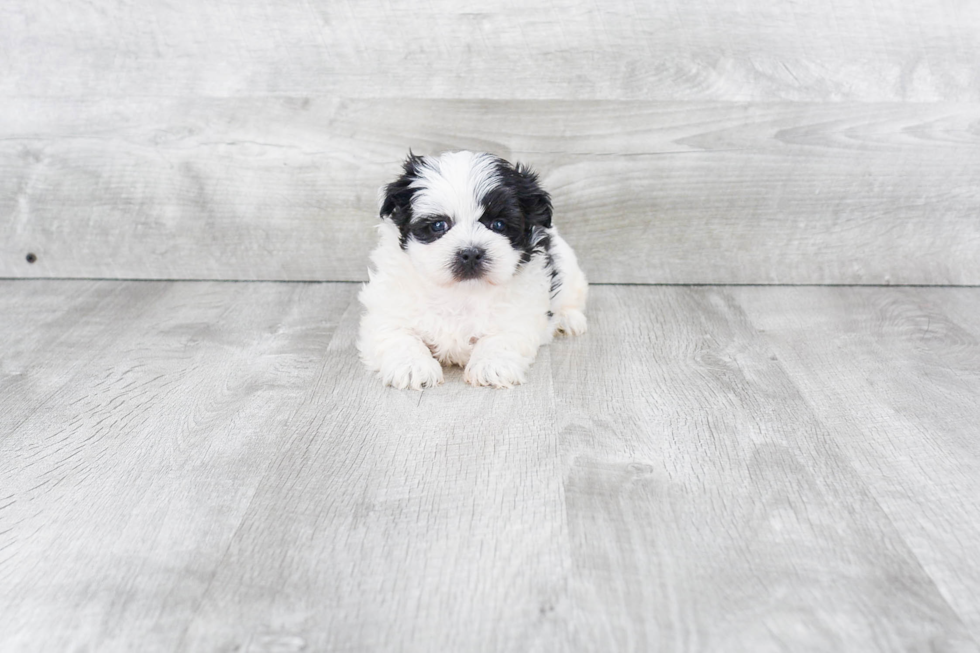 Hypoallergenic Yorkie Designer Puppy