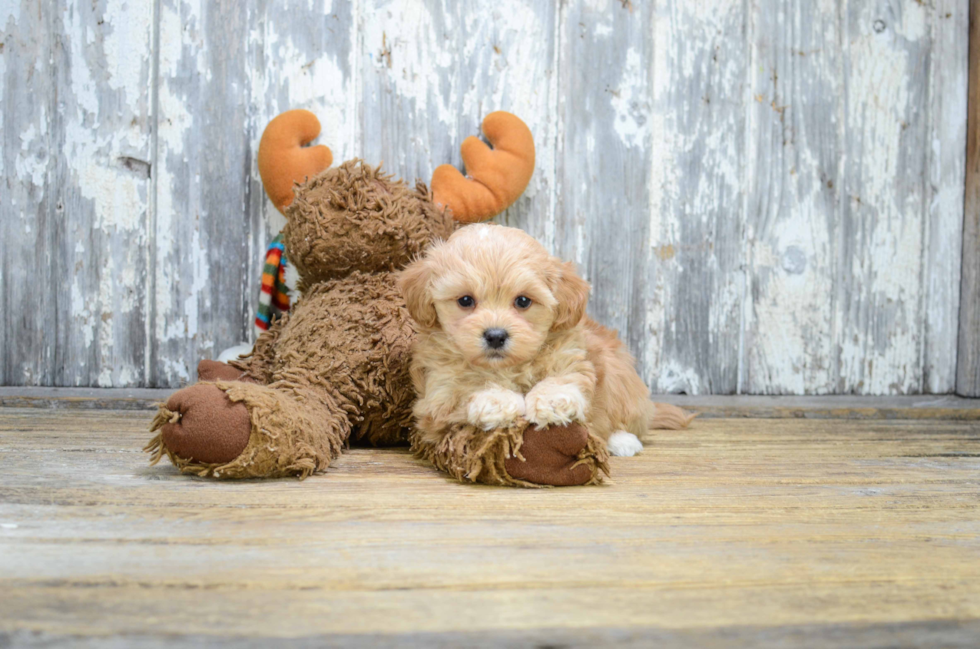 Funny Maltipoo Poodle Mix Pup