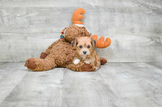 Friendly Morkie Baby