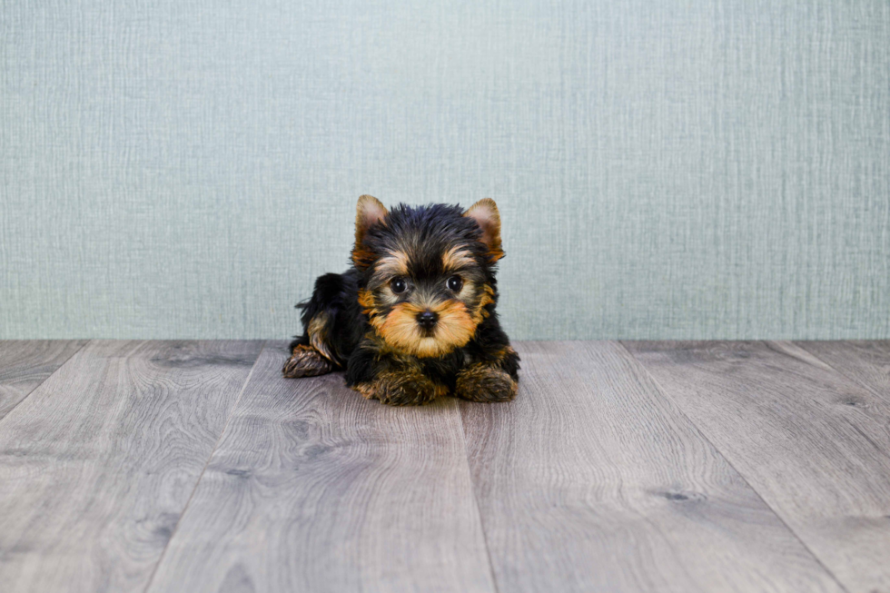 Meet Ronaldo - our Yorkshire Terrier Puppy Photo 