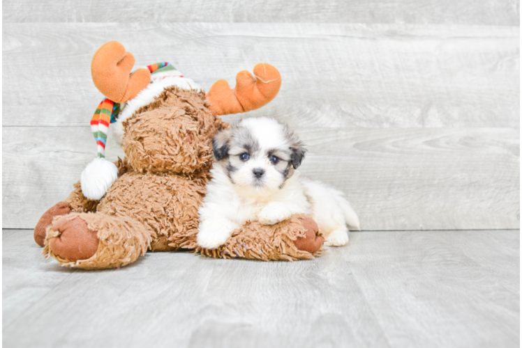 Adorable Shit Designer Puppy