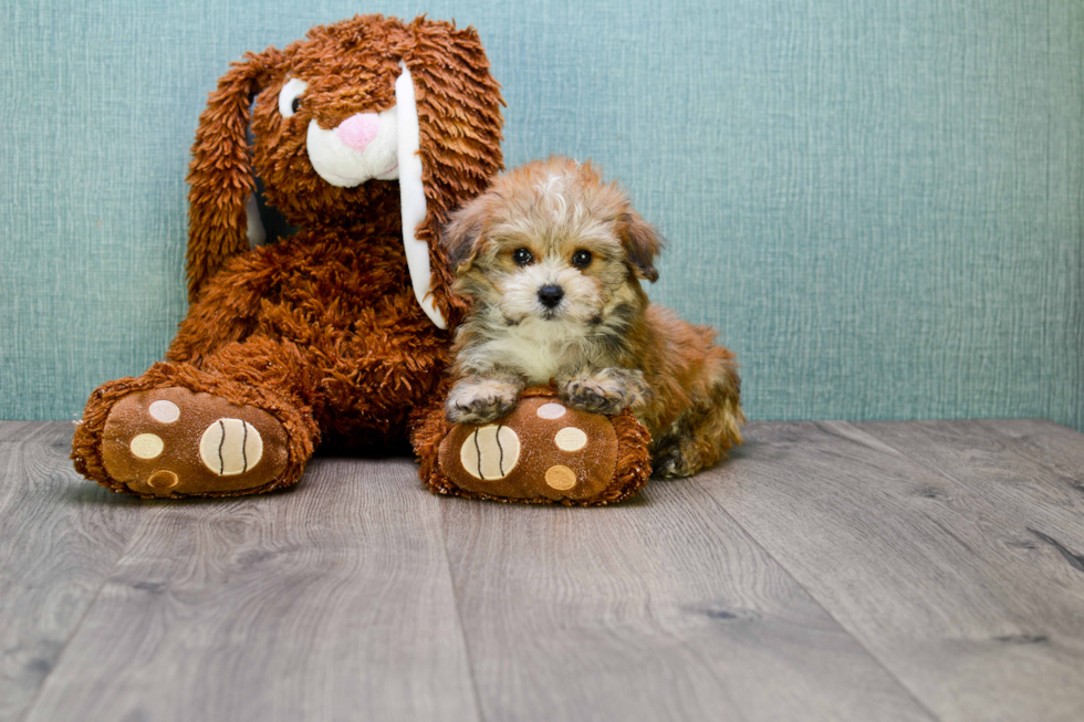 Funny Morkie Designer Pup