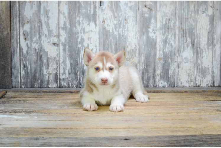 Pomsky Pup Being Cute