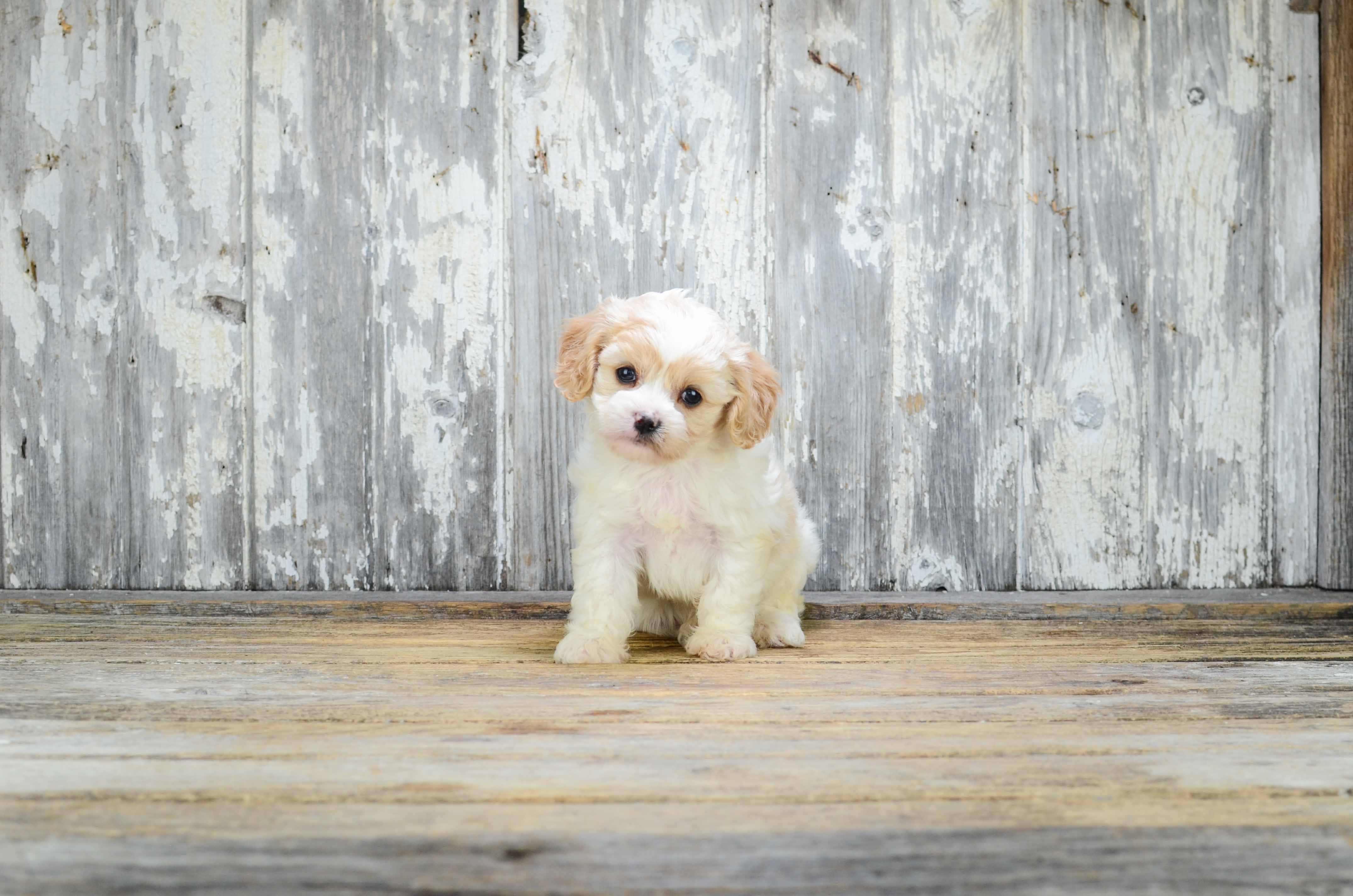 Cavachon Pup Being Cute
