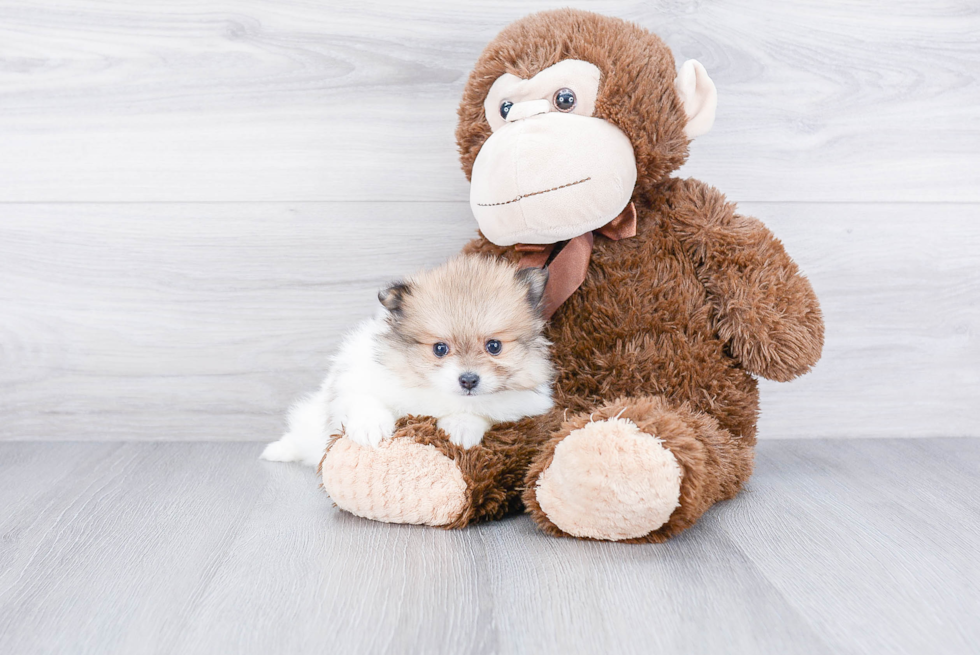 Funny Pomeranian Baby