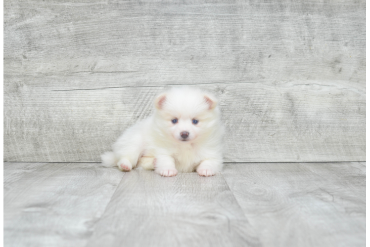 Popular Pomeranian Baby