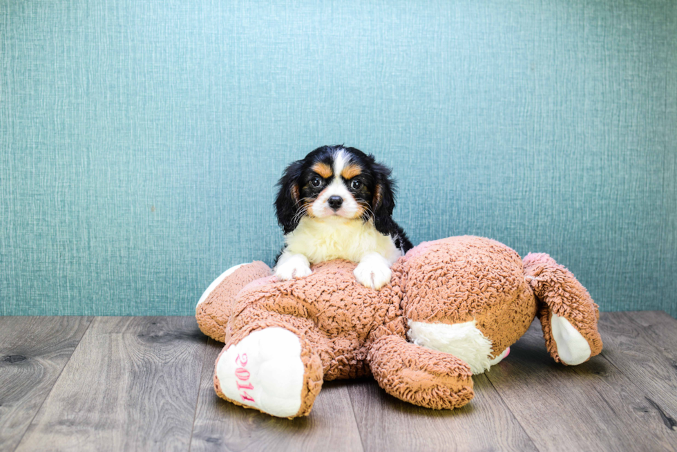 Best Cavalier King Charles Spaniel Baby