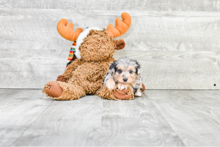 Playful Aussiepoo Poodle Mix Puppy