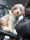 Mini Aussiedoodle - Love At First Sight - Premier Pups Mini Aussiedoodle - Love At First Sight - Premier Pups