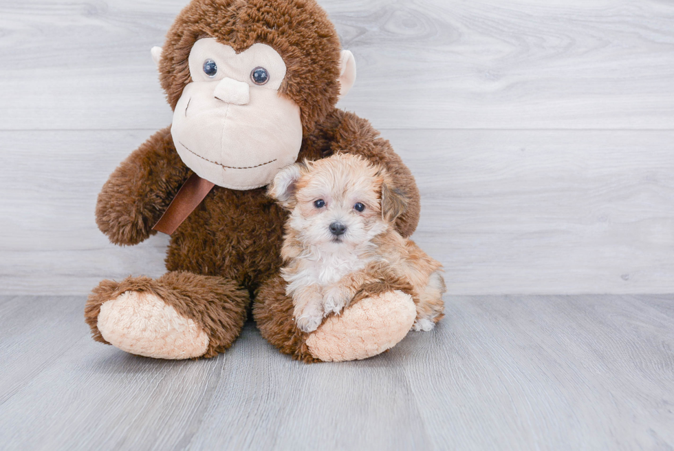 Morkie Puppy for Adoption