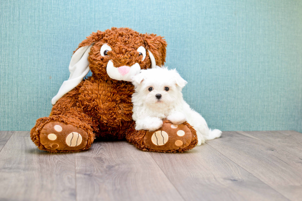 Maltese Puppy for Adoption