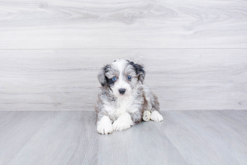 Mini Aussiedoodle Puppy for Adoption