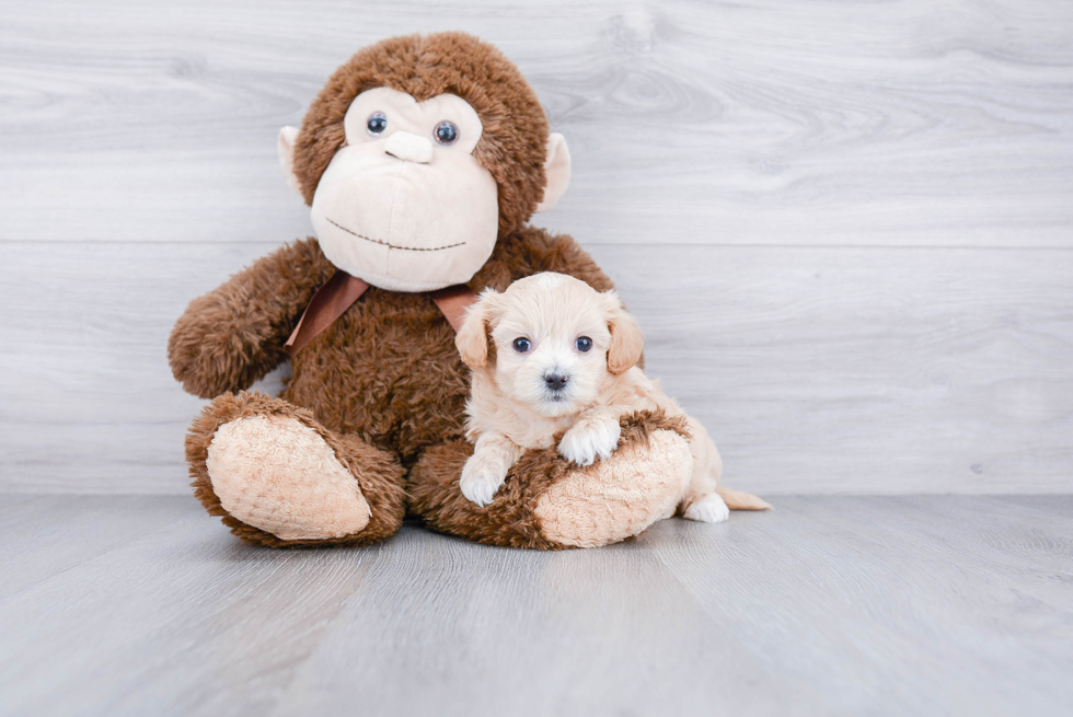Maltipoo Pup Being Cute