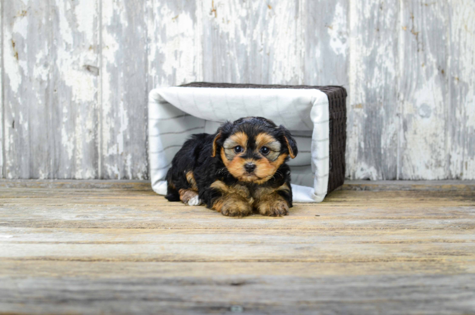 Yorkie Poo Pup Being Cute