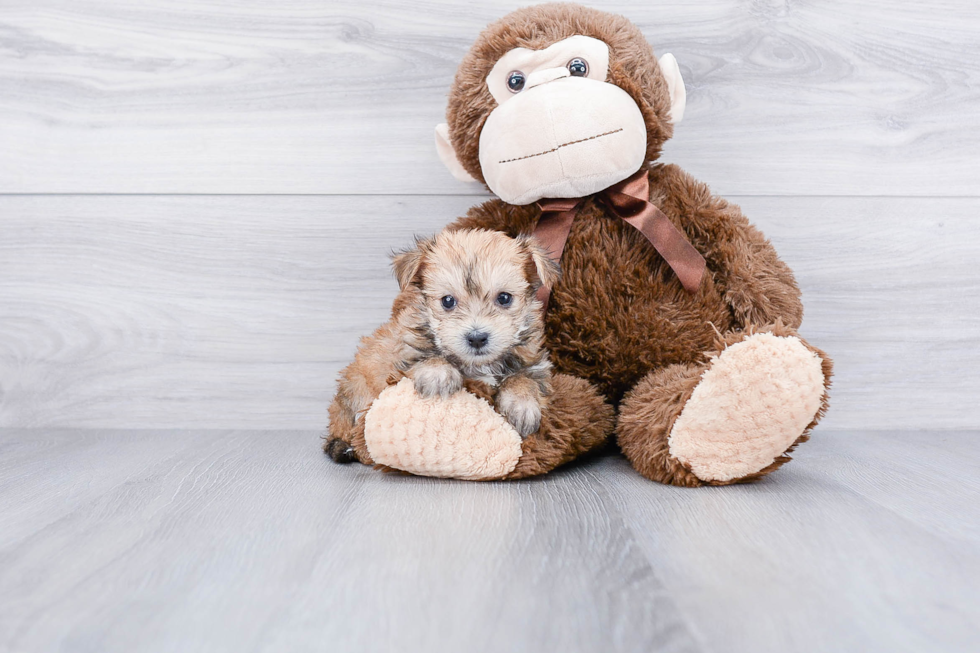 Best Morkie Baby