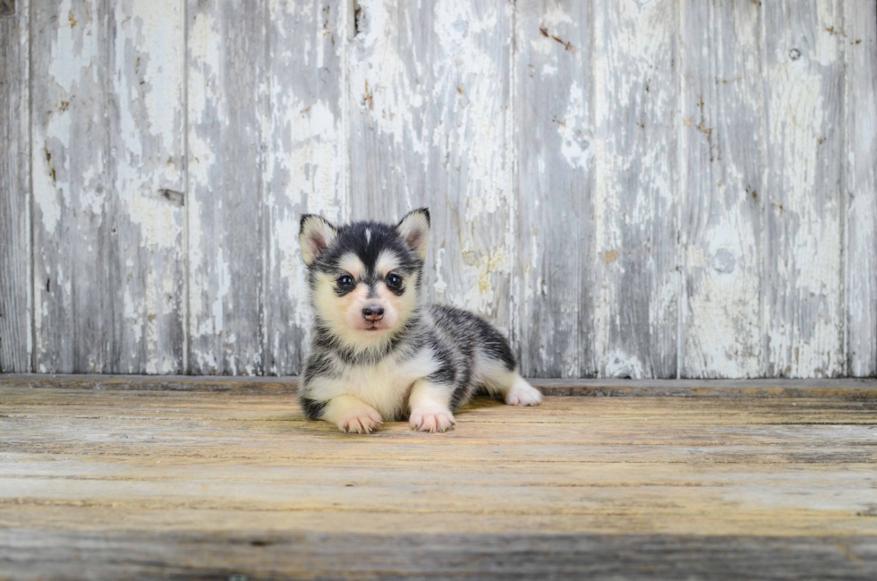 Best Pomsky Baby
